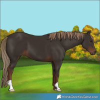 Horse Color:Liver Chestnut 