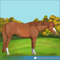 Horse Color:Chestnut 