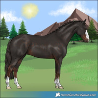 Horse Color:Liver Chestnut 