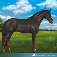 Horse Color:Liver Chestnut Rabicano 