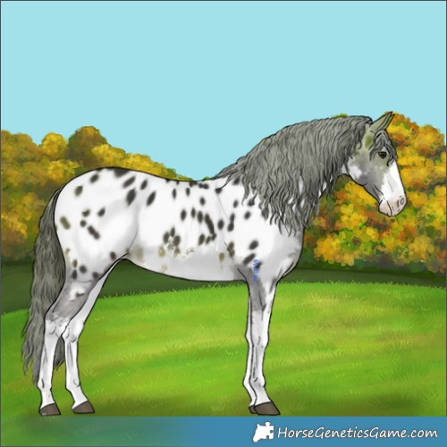 Horse Color:White Spotted Buckskin Appaloosa 