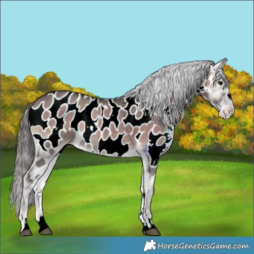Horse Color:Smoky Grullo Onyx Appaloosa Brindle 