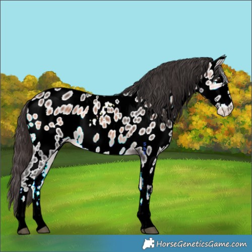 Horse Color:White Spotted Buckskin Onyx Tobiano Appaloosa Rabicano 