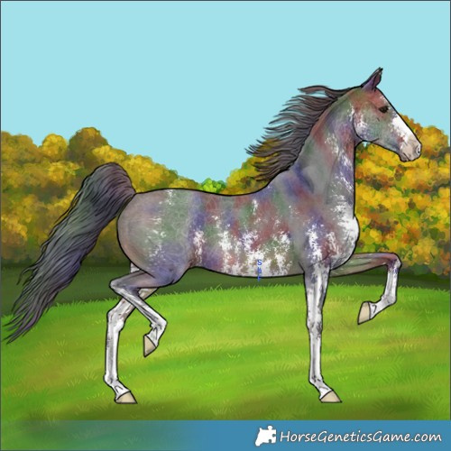Horse Color:Nacre Brown Sabino 