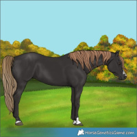 Horse Color:Liver Chestnut 