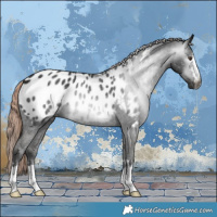 Horse Color:Gray Liver Chestnut Appaloosa