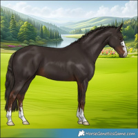 Horse Color:Liver Chestnut 