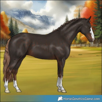 Horse Color:Liver Chestnut 