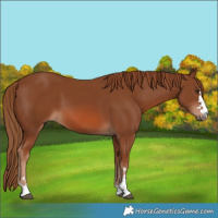 Horse Color:Chestnut 