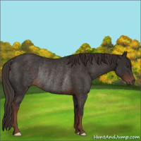 Horse Color:Liver Chestnut Rabicano 