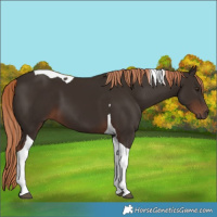 Horse Color:Liver Chestnut Tobiano 
