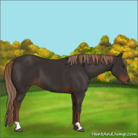 Horse Color:Liver Chestnut
