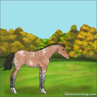 Horse Color:Bay Ice Roan Appaloosa 