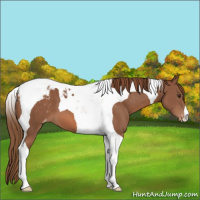 Horse Color:Chestnut Tobiano Appaloosa