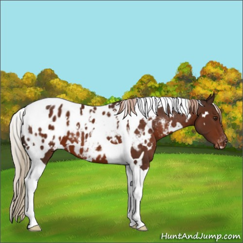 Horse Color:White Spotted Liver Chestnut Tobiano Appaloosa