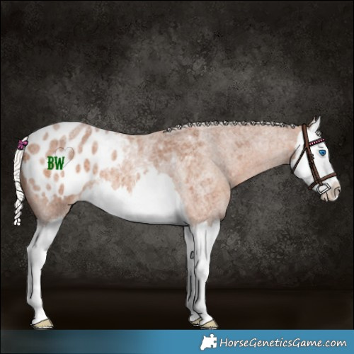 Horse Color:Silver Bay Roan Splash Appaloosa 