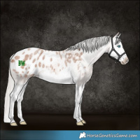 Horse Color:Silver Bay Roan Splash Blanket 