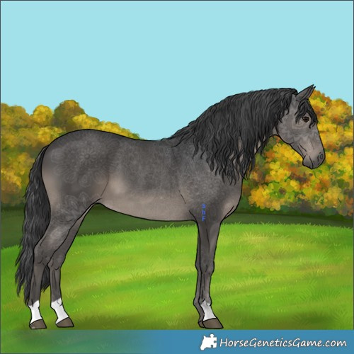 Horse Color:Black 