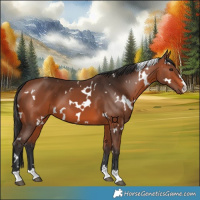 Horse Color:White Spotted Bay 