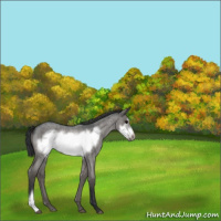 Horse Color:Blue Roan Frame 