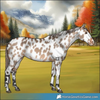 Horse Color:White Spotted Brown Dun Appaloosa