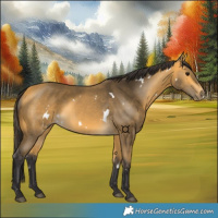 Horse Color:White Spotted Buckskin 