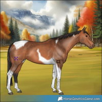 Horse Color:Bay Tobiano