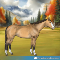 Horse Color:Buckskin 