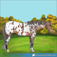 Horse Color:White Spotted Brown Appaloosa