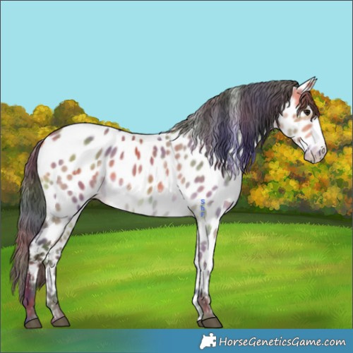 Horse Color:Nacre Bay Dun Appaloosa 