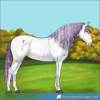 Horse Color:Painted Liver Red Dun Fewspot 