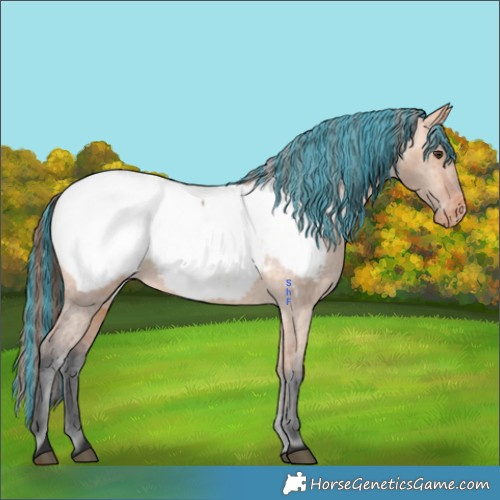 Horse Color:Painted Bay Dun Appaloosa 