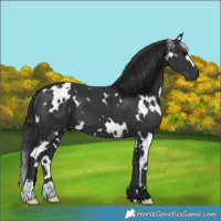 Horse Color:White Spotted Black
