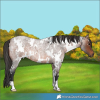 Horse Color:White Spotted Brown Roan