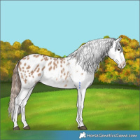 Horse Color:Red Dun Tobiano Appaloosa 
