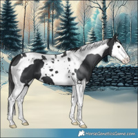 Horse Color:Black Splash Tobiano 