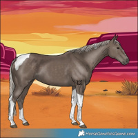 Horse Color:Silver Black Tobiano 