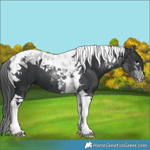 Horse Color:Black Tobiano