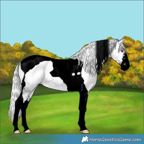 Horse Color:Void White Spotted Chestnut Chinchilla Tobiano 