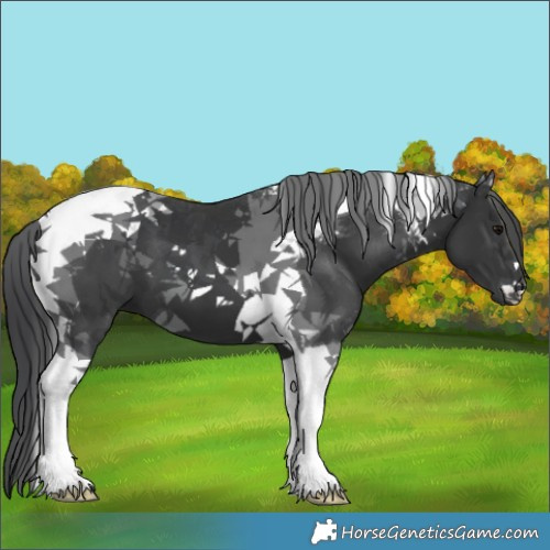 Horse Color:Black Tobiano 