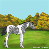 Horse Color:Black Ice Tobiano 