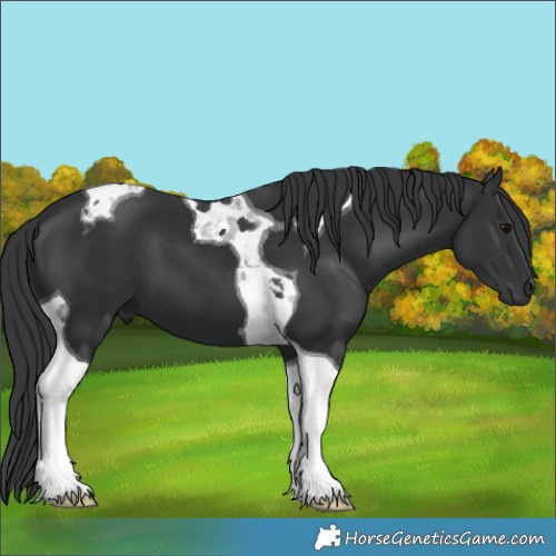 Horse Color:Black Tobiano 