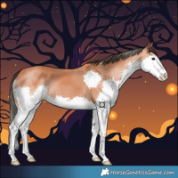 Horse Color:Bay Splash 