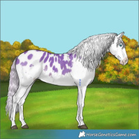Horse Color:Watercolor Chocolate Palomino Splash Appaloosa 