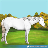 Horse Color:Amber Cream Champagne Sabino Splash Varnish 