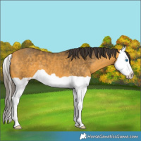 Horse Color:Buckskin Splash 