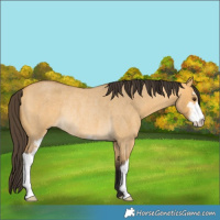 Horse Color:Buckskin Roan Dun Sabino Rabicano