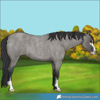 Horse Color:Grullo Roan Sabino 
