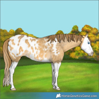 Horse Color:Buckskin Dun Sabino Splash Blanket 