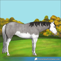 Horse Color:Smoky Grullo Roan Splash 